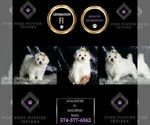 Small #6 Maltipoo