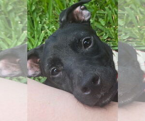 Chihuahua-Whippet Mix Dogs for adoption in Virginia Beach, VA, USA