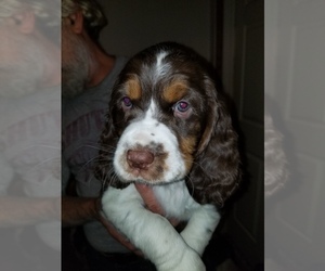 English Springer Spaniel Puppy for sale in MAPLE PLAIN, MN, USA