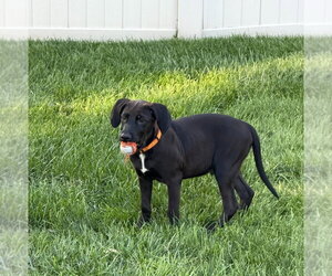 Cody - Male Labrador Retriever-Unknown Mix Dog for Adoption - Photo #2