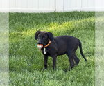 Small Photo #2 Labrador Retriever-Unknown Mix Puppy For Sale in Salt Lake City, UT, USA