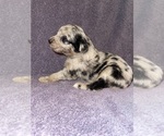 Small Photo #1 Aussiedoodle Puppy For Sale in MUNFORDVILLE, KY, USA