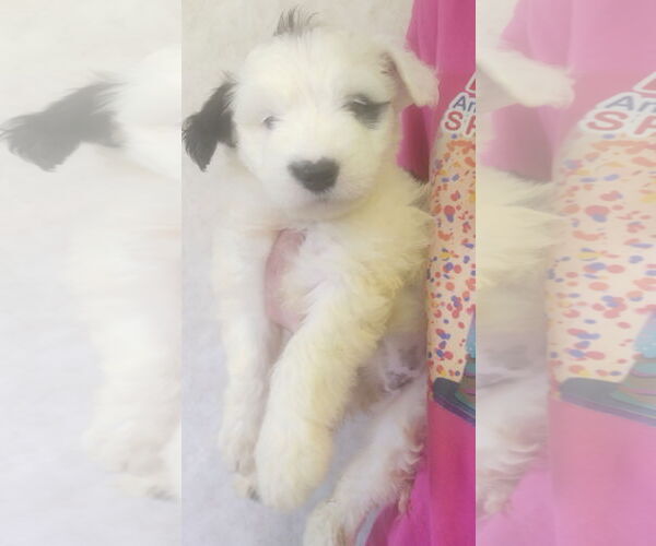 Medium Photo #1 Great Dane-Unknown Mix Puppy For Sale in Amarillo, TX, USA