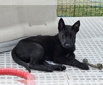Small Belgian Malinois