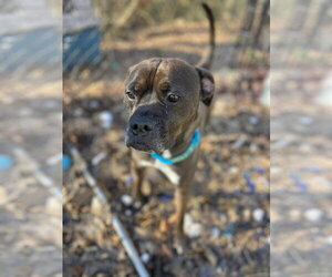 Kage - Male Bullboxer Pit Dog for Adoption - Photo #3