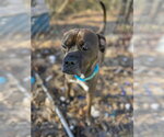 Small #6 Bullboxer Pit