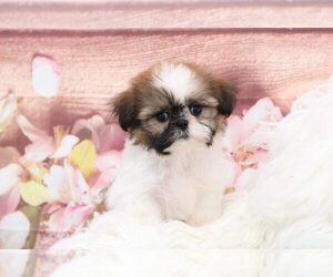 Shih Tzu Puppy for sale in MARIETTA, GA, USA
