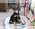 Small Photo #1 Bluetick Coonhound-Labrador Retriever Mix Puppy For Sale in SHILOH, OH, USA