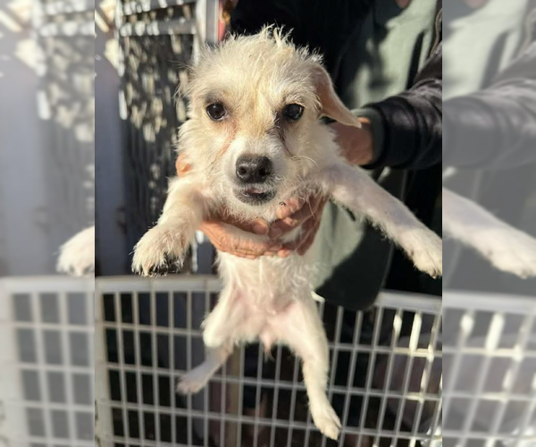 Medium Photo #4 Chihuahua-Unknown Mix Puppy For Sale in Cranston, RI, USA