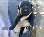 Small Photo #42 German Shepherd Dog Puppy For Sale in LAKE ELSINORE, CA, USA