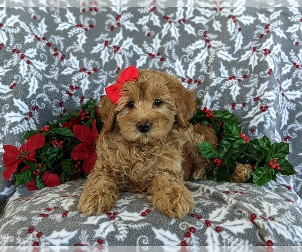 Medium Photo #6 Cavapoo Puppy For Sale in KIRKWOOD, PA, USA