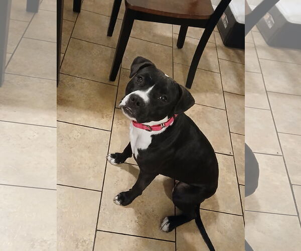 Medium Photo #9 Mutt Puppy For Sale in Murfreesboro, NC, USA