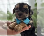 Small #12 Morkie