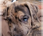 Small Photo #21 Catahoula Bulldog Puppy For Sale in MIAMI BEACH, FL, USA