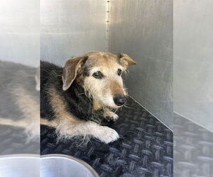 Dachshund Dogs for adoption in Rancho Cucamonga, CA, USA