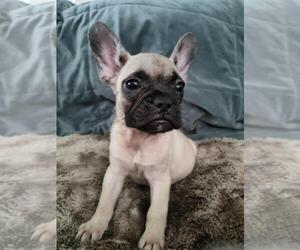 French Bulldog Puppy for sale in LEMOORE, CA, USA