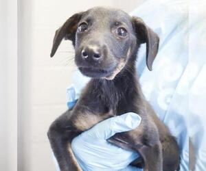 Dachshund-Unknown Mix Dogs for adoption in San Antonio, TX, USA