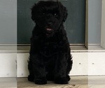 Small #3 Schnoodle (Miniature)