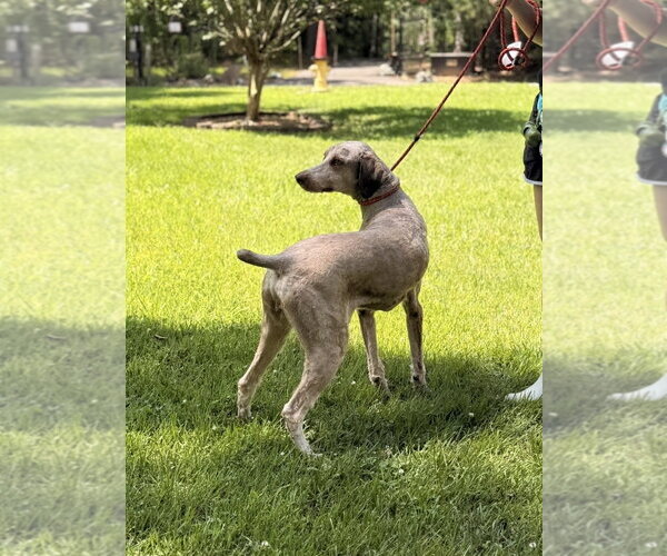 Medium Photo #4 Mutt Puppy For Sale in Yardley, PA, USA