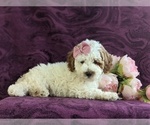 Small Photo #5 Cockapoo-Poodle (Miniature) Mix Puppy For Sale in NEW HOLLAND, PA, USA