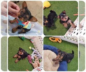 Yorkshire Terrier Puppy for sale in KENDALL, WI, USA