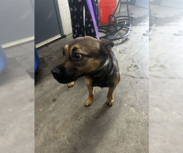 Medium Photo #1 German Shepherd Dog-Unknown Mix Puppy For Sale in San Bernardino, CA, USA