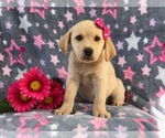 Small Great Pyrenees-Labrador Retriever Mix