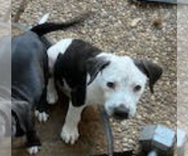 Medium Photo #2 American Bulldog-Unknown Mix Puppy For Sale in Lakewood, CO, USA
