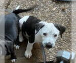Small #1 American Bulldog Mix
