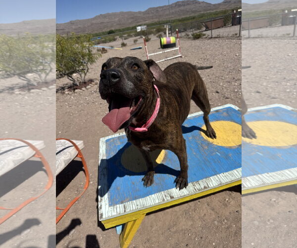Medium Photo #4 Boxer-Unknown Mix Puppy For Sale in Williamsburg, NM, USA