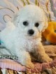 Small Photo #7 Bichon Frise Puppy For Sale in EUGENE, OR, USA