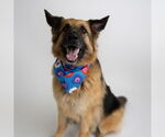 Small #23 German Shepherd Dog