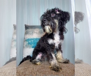 Miniature Bernedoodle Puppy for sale in GOSHEN, IN, USA