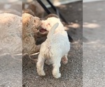 Small #1 Goldendoodle (Miniature)