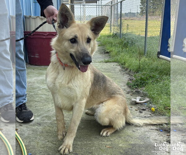 Medium Photo #3 German Shepherd Dog-Unknown Mix Puppy For Sale in Washington, DC, USA