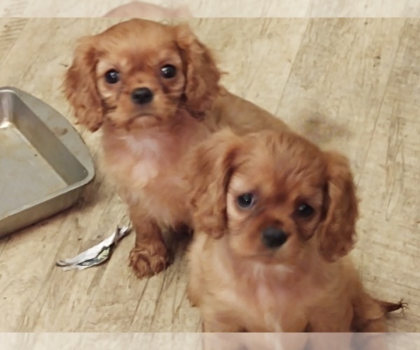 Medium Photo #1 Cavalier King Charles Spaniel Puppy For Sale in PORT ORCHARD, WA, USA
