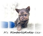 Small Photo #2 Yorkshire Terrier Puppy For Sale in LIPAN, TX, USA