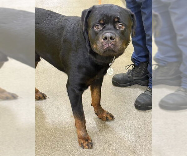 Medium Photo #1 Rottweiler Puppy For Sale in Forestville, MD, USA
