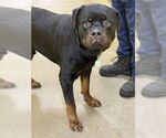 Small Rottweiler