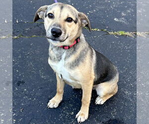 Labbe Dogs for adoption in Batavia, OH, USA