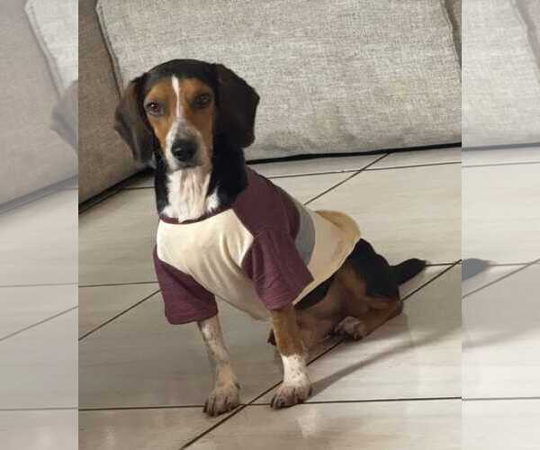 Medium Photo #9 Beagle Puppy For Sale in Dunnellon, FL, USA