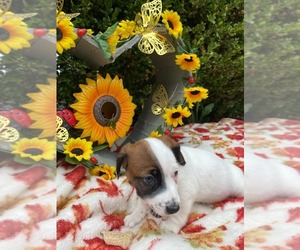 Jack Russell Terrier Puppy for sale in LINCOLN, IL, USA