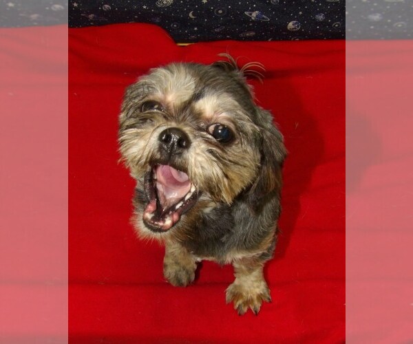 Medium Photo #1 Cavapoochon (Miniature) Puppy For Sale in PATERSON, NJ, USA