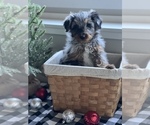 Small Photo #10 Aussiedoodle Miniature  Puppy For Sale in CENTRALIA, IL, USA