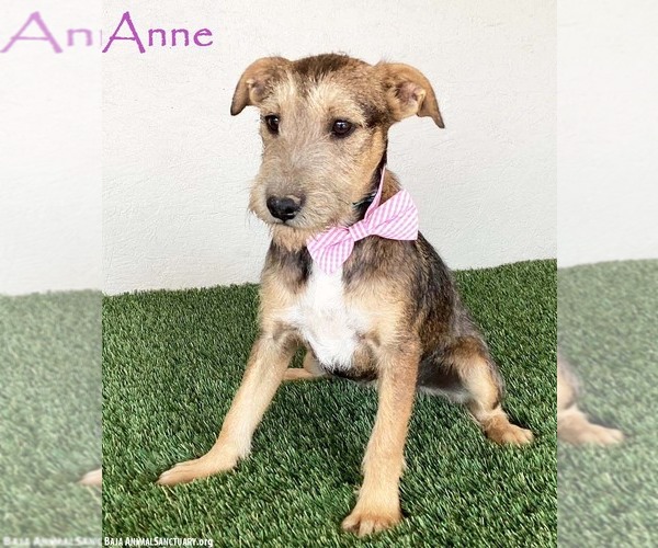 Medium Photo #4 Jack Russell Terrier-Miniature Schnauzer Mix Puppy For Sale in San Diego, CA, USA