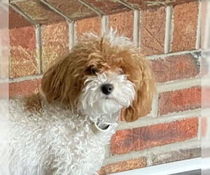 Poodle (Toy) Dogs for adoption in Wheaton, IL, USA