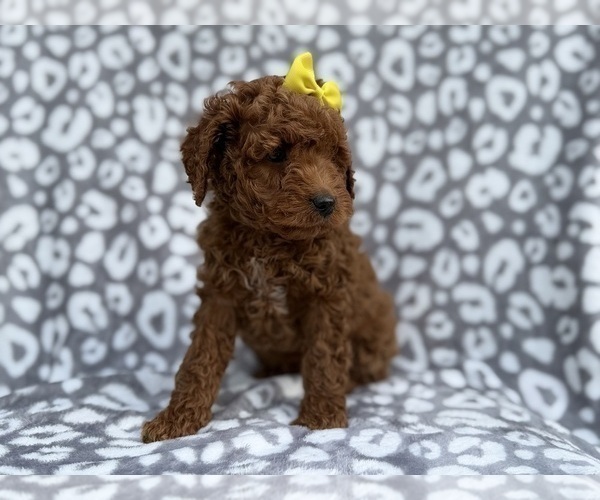 Medium Photo #2 Cock-A-Poo Puppy For Sale in LAKELAND, FL, USA