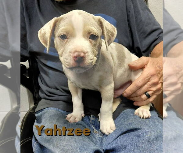 Medium Photo #1 Mutt Puppy For Sale in South Bend, IN, USA
