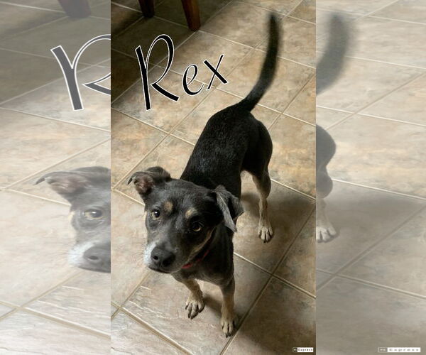 Medium Photo #3 Mutt Puppy For Sale in Oakhurst, NJ, USA