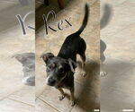 Small #2 Mutt